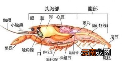小龙虾的头部都有哪些东西