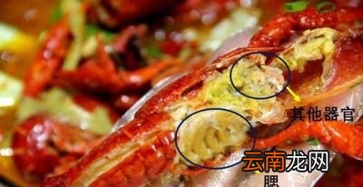 小龙虾的头部都有哪些东西