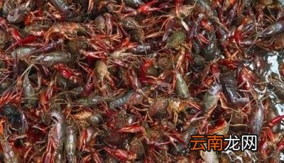 小龙虾的头能吃吗