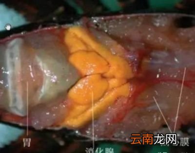 再者虾黄到底是卵还是