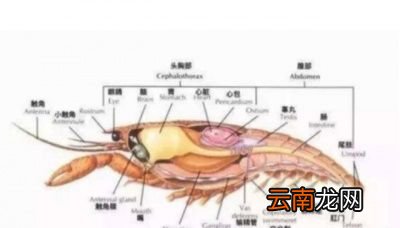再者虾黄到底是卵还是