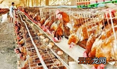 过年了鸡肉价格会不会涨