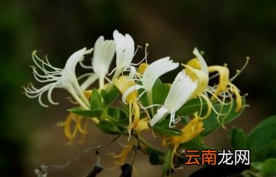 --金银花怎样食用每次用多少--