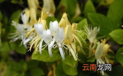 金银花泡茶喝有什么好处