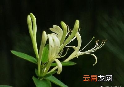 金银花有什么作用