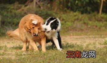 养边牧的禁忌 边牧犬多少钱一只