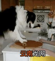 养边牧的禁忌 边牧犬多少钱一只