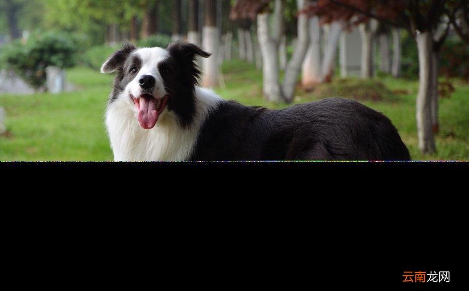 养边牧的禁忌 边牧犬多少钱一只
