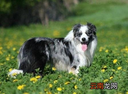 养边牧的禁忌 边牧犬多少钱一只