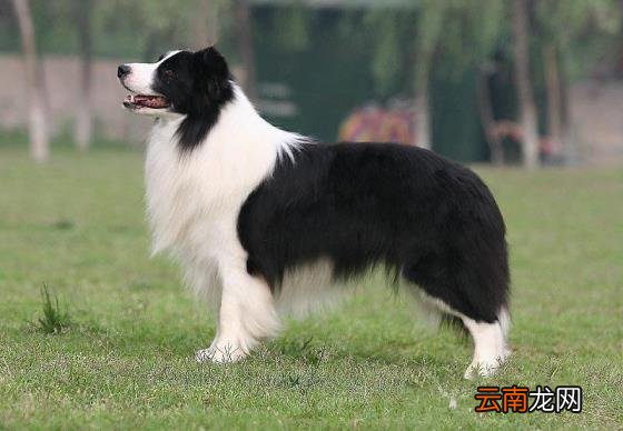 养边牧的禁忌 边牧犬多少钱一只