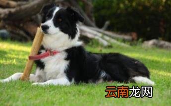 养边牧的禁忌 边牧犬多少钱一只