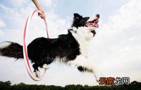 养边牧的禁忌 边牧犬多少钱一只