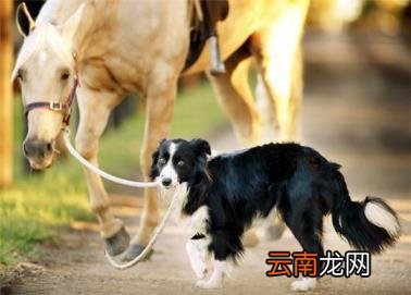 养边牧的禁忌 边牧犬多少钱一只