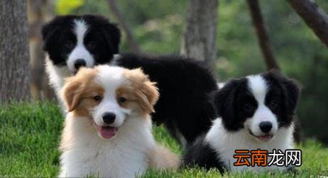 养边牧的禁忌 边牧犬多少钱一只