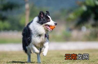 养边牧的禁忌 边牧犬多少钱一只