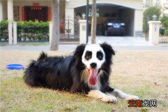 养边牧的禁忌 边牧犬多少钱一只