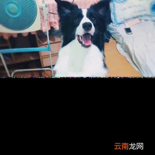 养边牧的禁忌 边牧犬多少钱一只