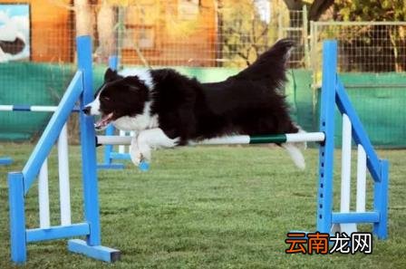 养边牧的禁忌 边牧犬多少钱一只