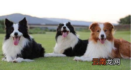 养边牧的禁忌 边牧犬多少钱一只