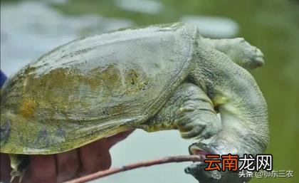 甲鱼有灵气真的不能杀 甲鱼多少钱一斤