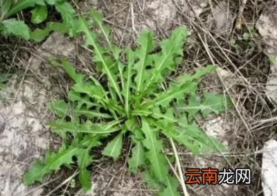 饮用蒲公英茶需要注意什么