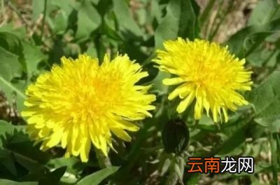 饮用蒲公英茶需要注意什么