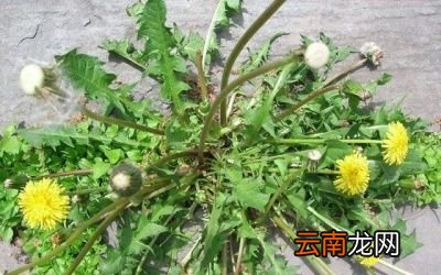 饮用蒲公英茶需要注意什么