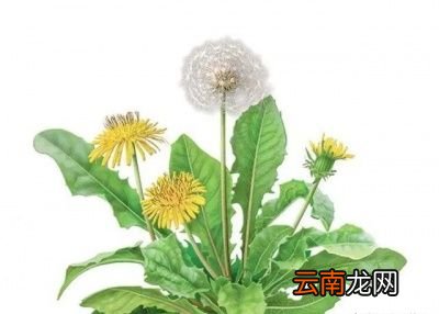 蒲公英能经常喝吗需要注意什么