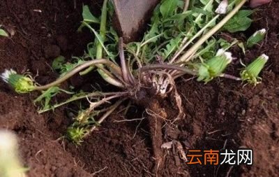 蒲公英能经常喝吗需要注意什么