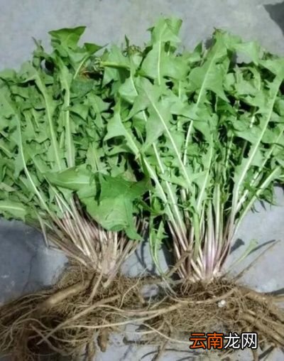 蒲公英能经常喝吗需要注意什么