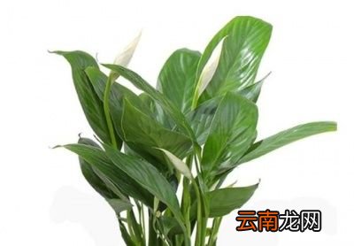 黄桃罐头水不能能浇花的原因