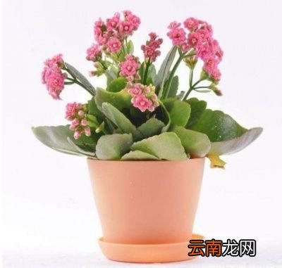 黄桃罐头水不能能浇花的原因