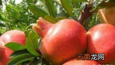 石榴的贮存方法