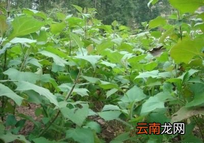 如何种植能收获高品质的雪莲果