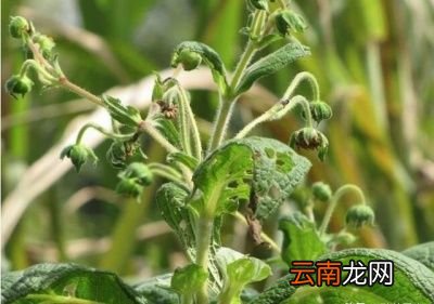 如何种植能收获高品质的雪莲果