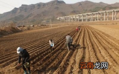 如何种植能收获高品质的雪莲果