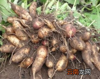 如何种植能收获高品质的雪莲果