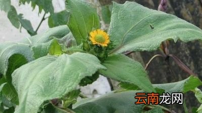 如何种植能收获高品质的雪莲果