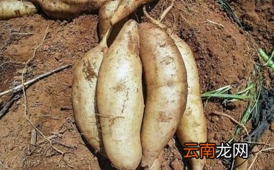 如何种植能收获高品质的雪莲果