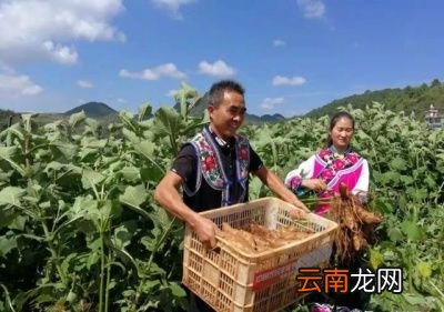 如何种植能收获高品质的雪莲果