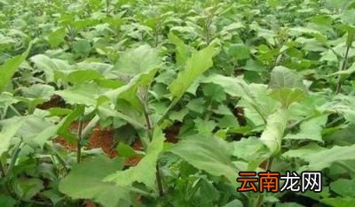 雪莲果几月播种