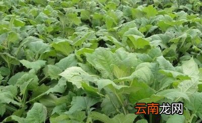 雪莲果几月播种