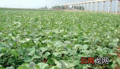 雪莲果几月播种