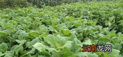 雪莲果几月播种