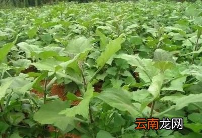 雪莲果的种植方法