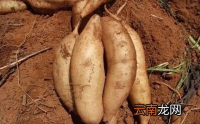 雪莲果的种植方法