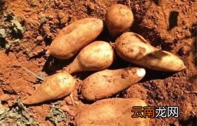 雪莲果的种植方法