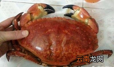 面包蟹真的很难吃吗