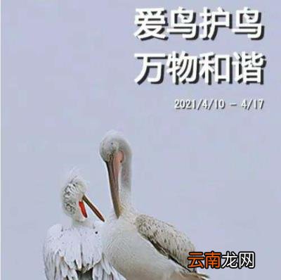 形容鸟叫声的优美词语 赞美鸟叫声好听的成语