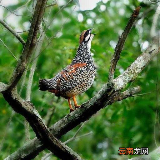 形容鸟叫声的优美词语 赞美鸟叫声好听的成语